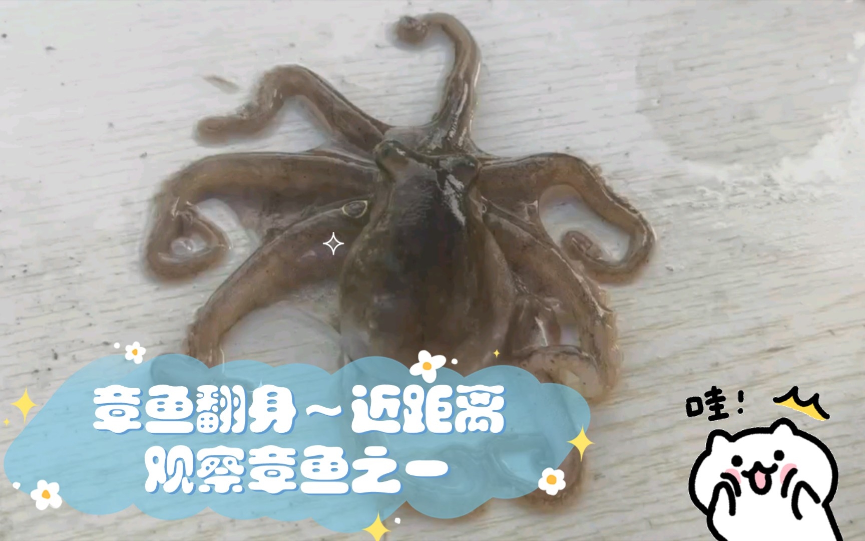 章鱼翻身～近距离观察章鱼之一(八爪鱼的生活)