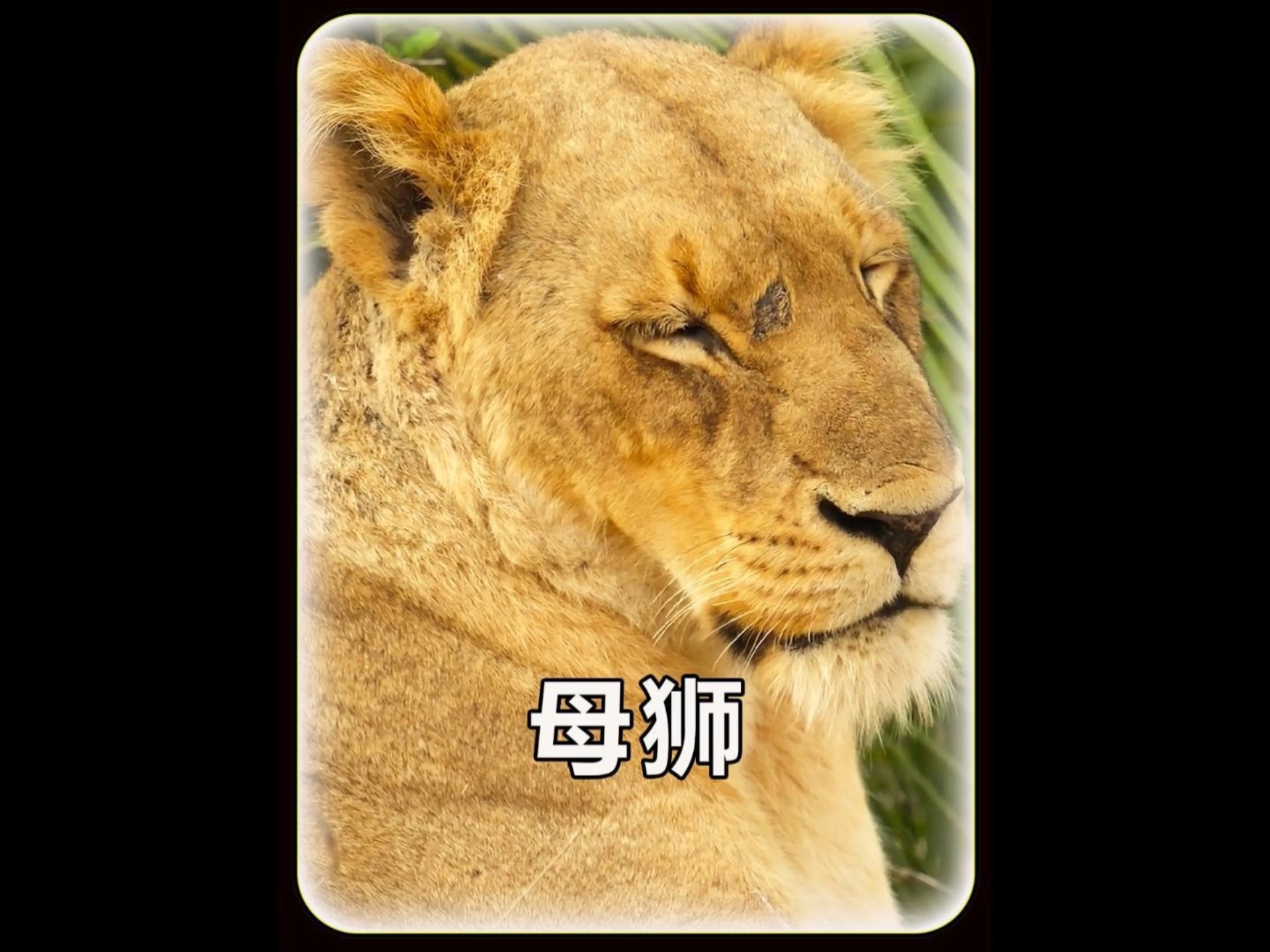 终极狮子模拟器怎么找母狮
