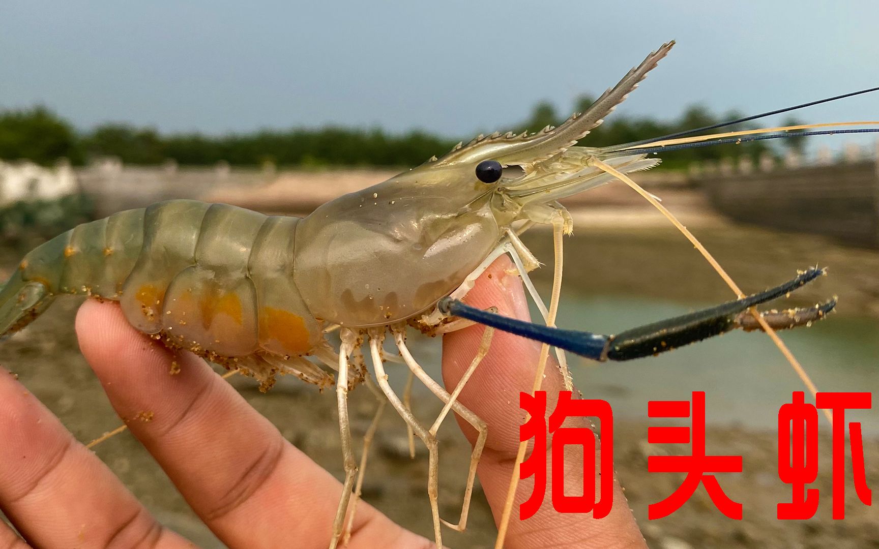 大海刚退潮,二强赶海来到礁石区捡到狗头虾妈妈,直接给放生_哔哩哔哩