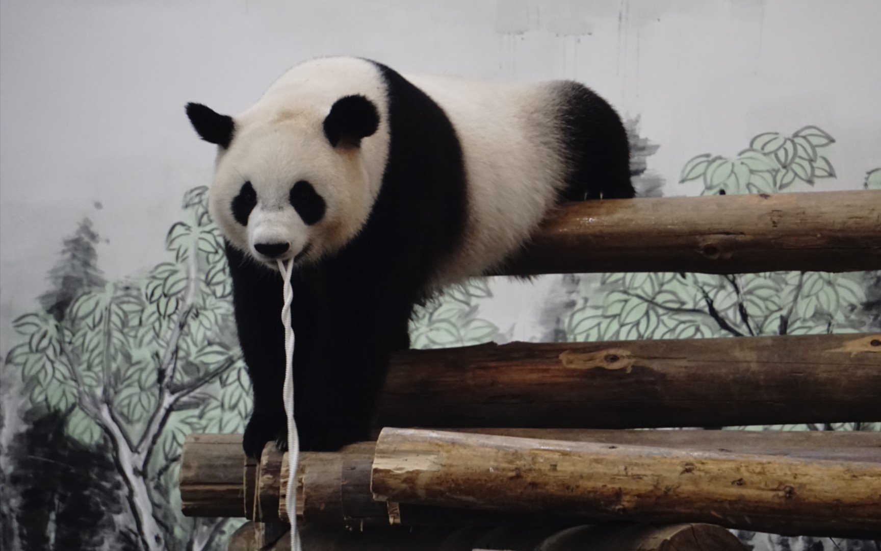 【大熊猫京宝】捡个鱼,家人们,它想跟我回家