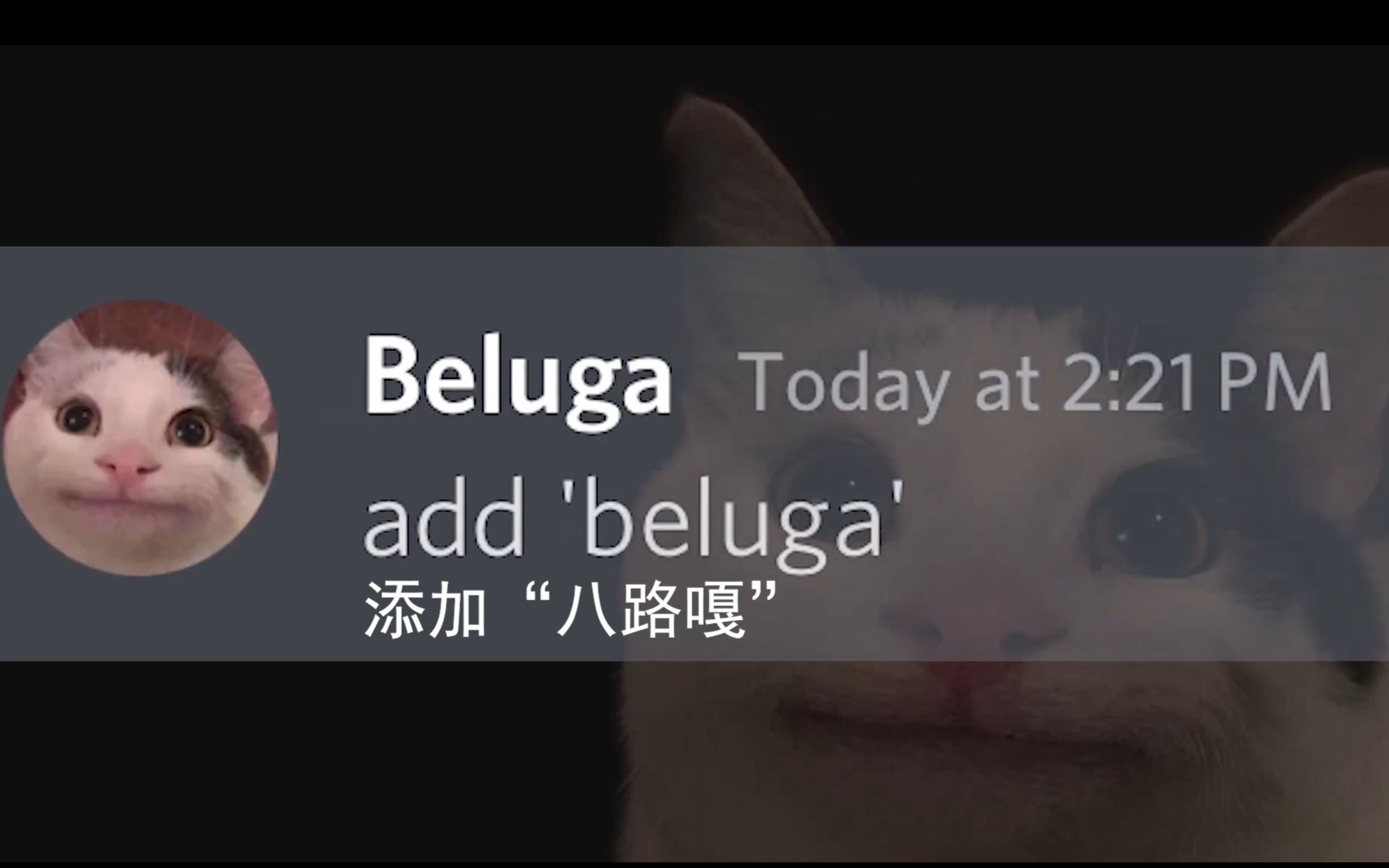 [Beluga和他的小伙伴]'Beluga'的含义首次揭开!哔哩哔哩bilibili