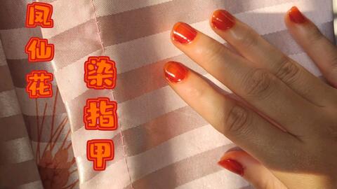 凤仙花染指甲 哔哩哔哩 Bilibili