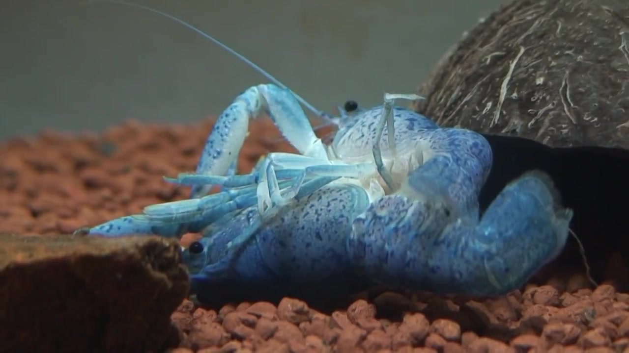 蓝魔虾交配见过吗实拍蓝魔虾交配过程▽