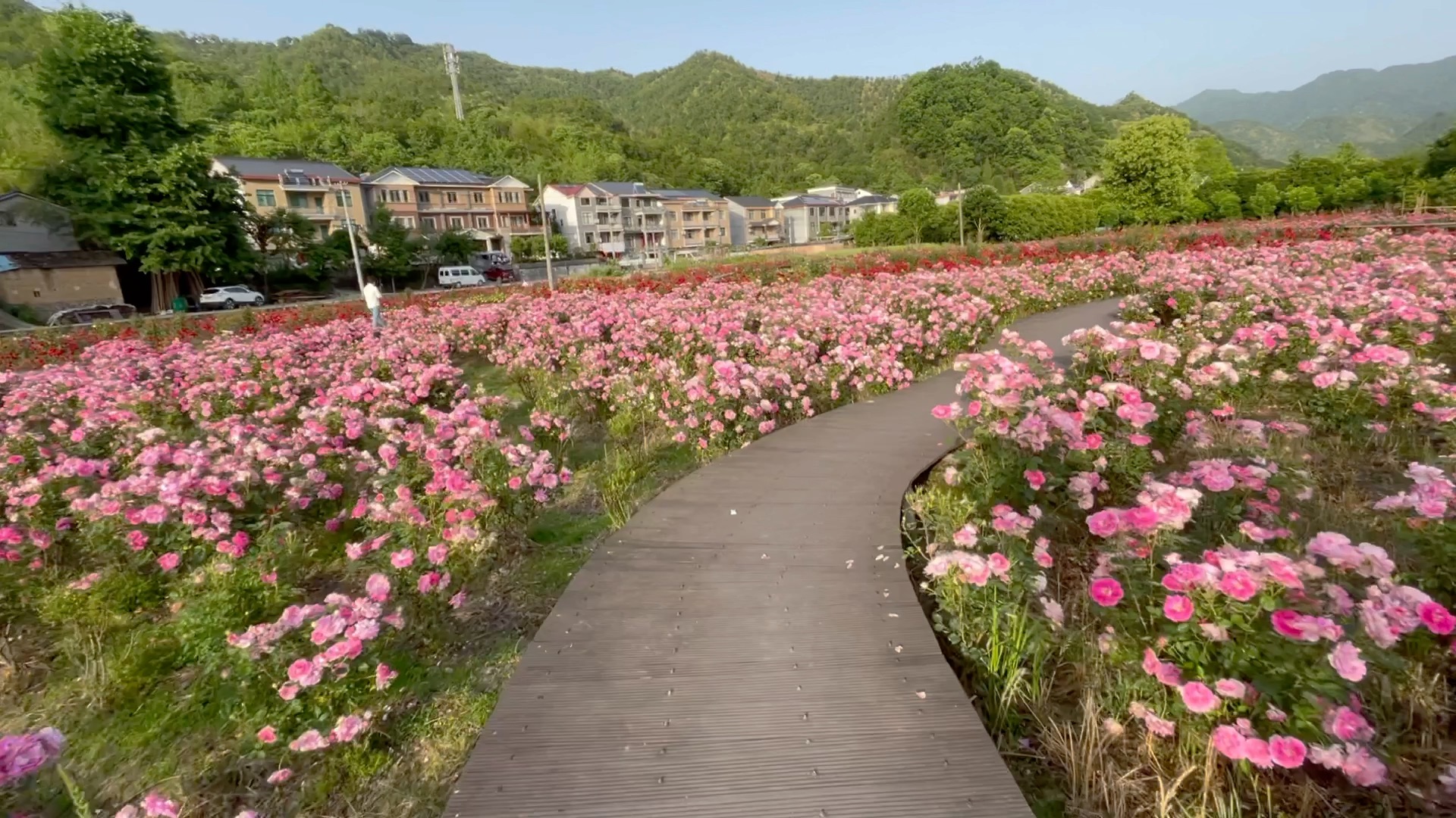 清凉峰镇玫瑰园小镇