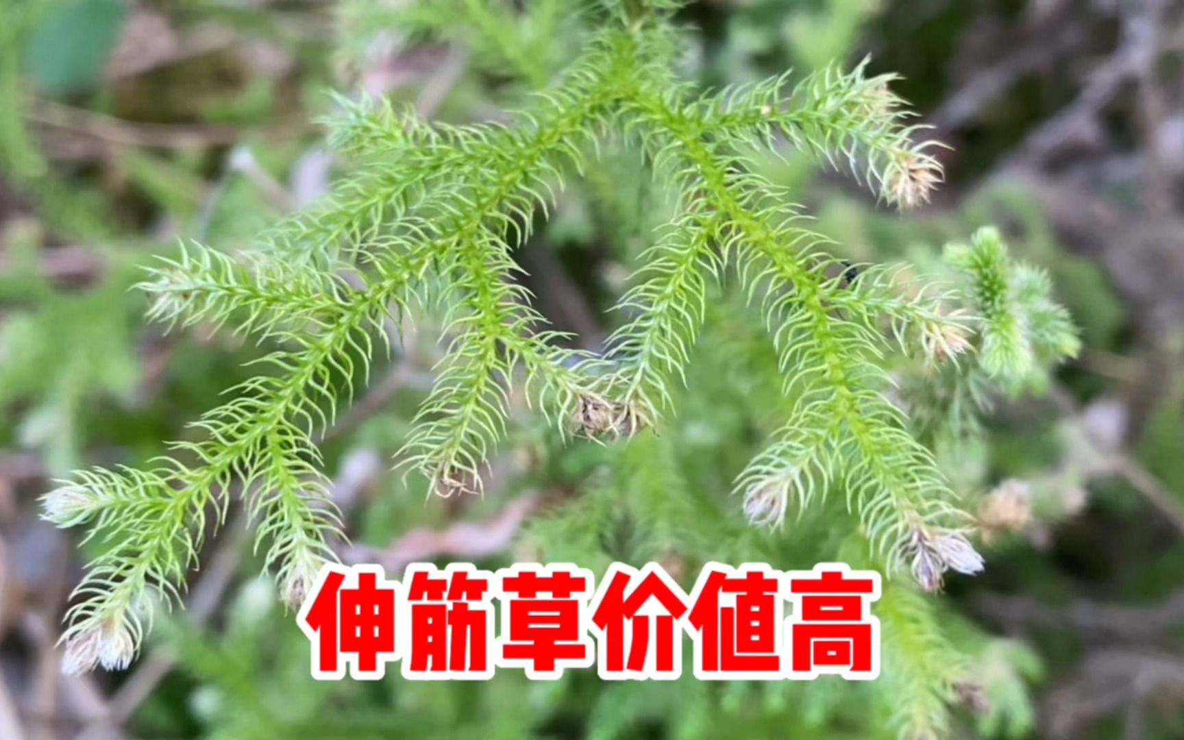 小伸筋草与大伸筋草图片