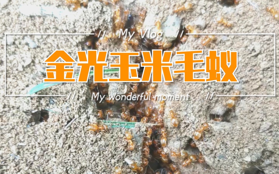 遮盖毛蚁这就是传说的璀璨金光玉米毛蚁