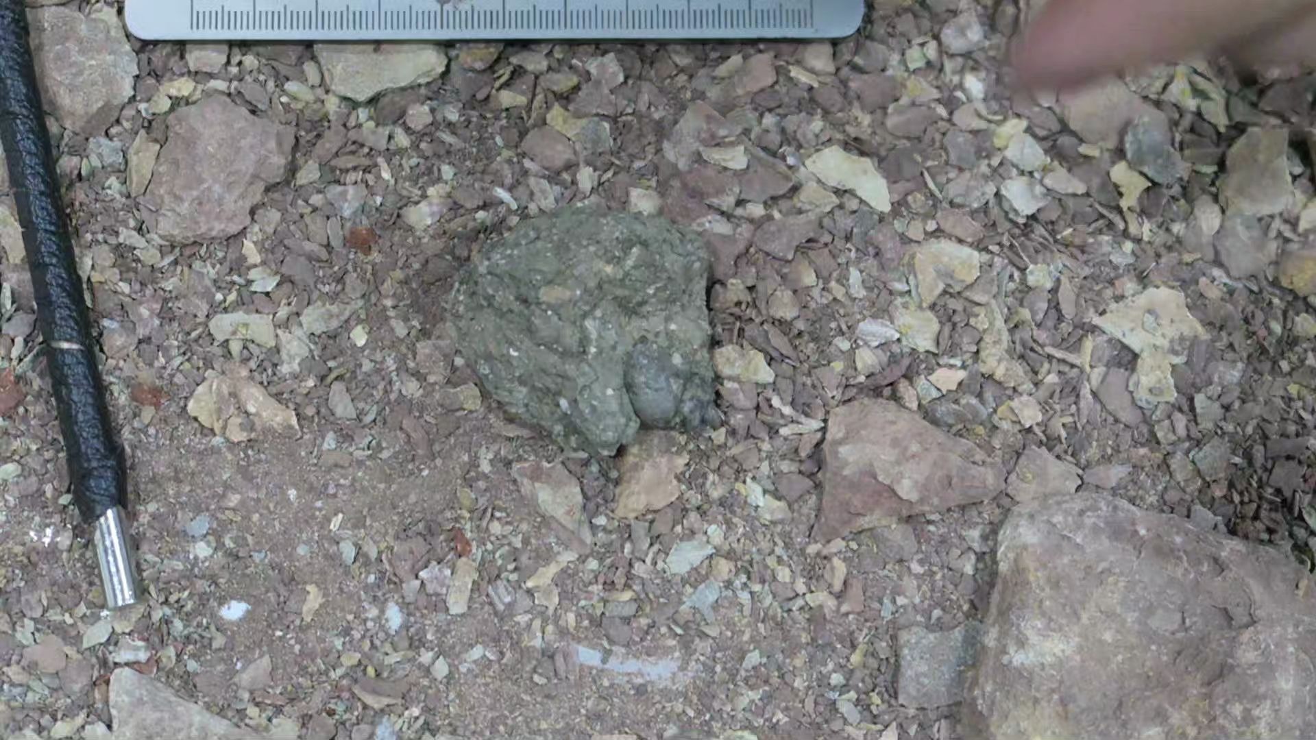 6-18 与恐龙化石一起保存的动物化石——腹足类