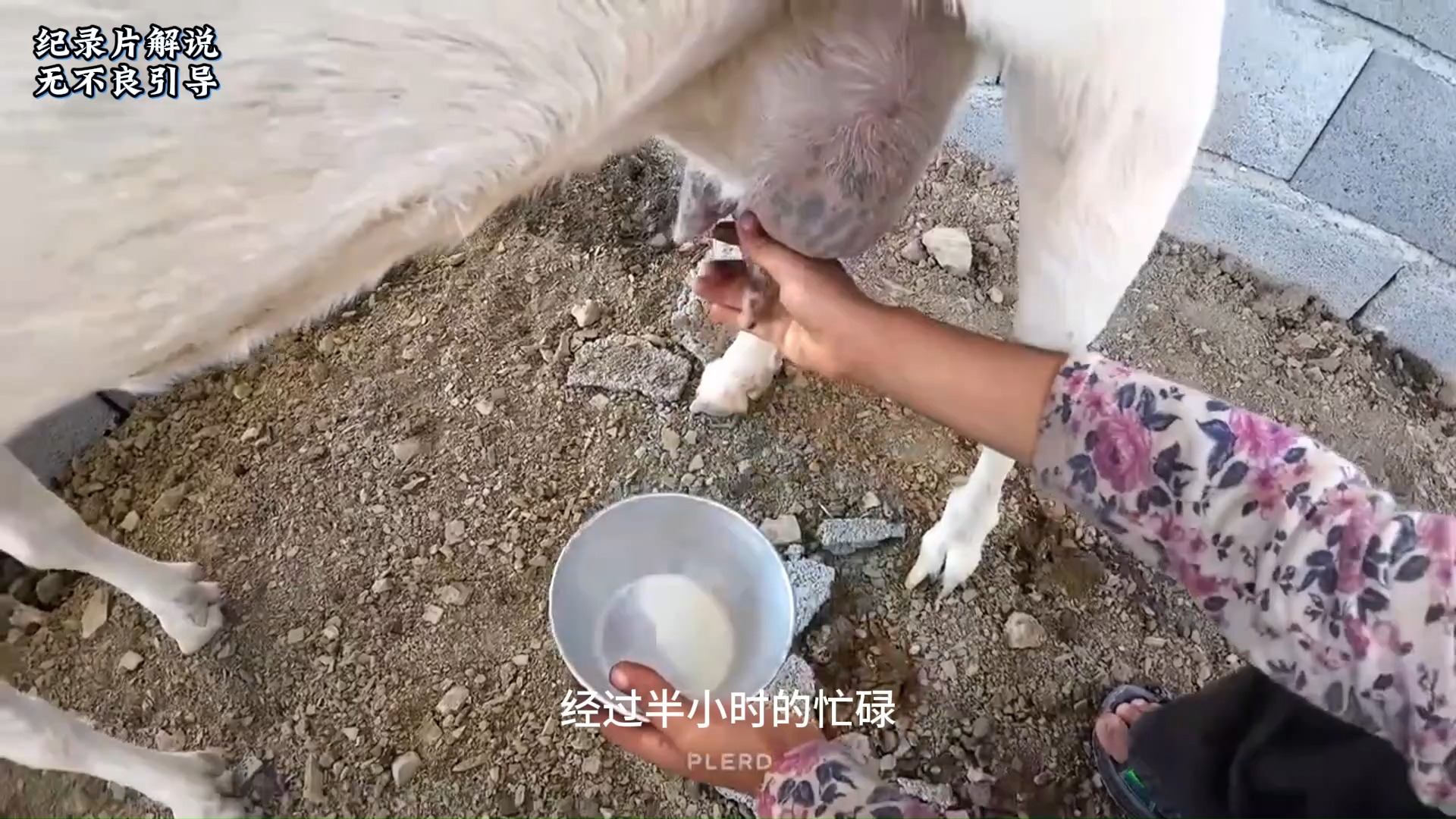 第349集,第一段,米娜为山羊挤奶而制作的大坑铺设瓷砖