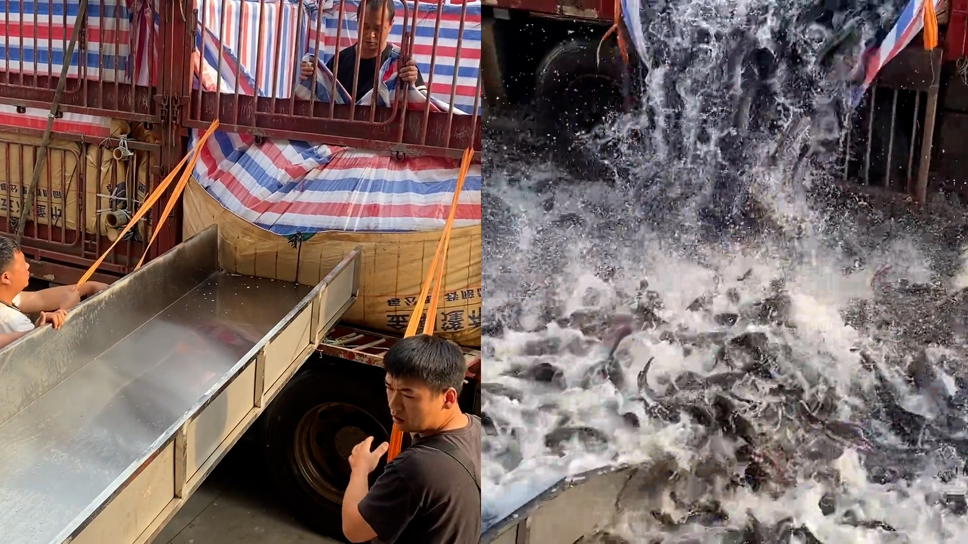 货车拉来2万多斤鱼,4人配合卸货失误鱼全洒地上,老板:没经验