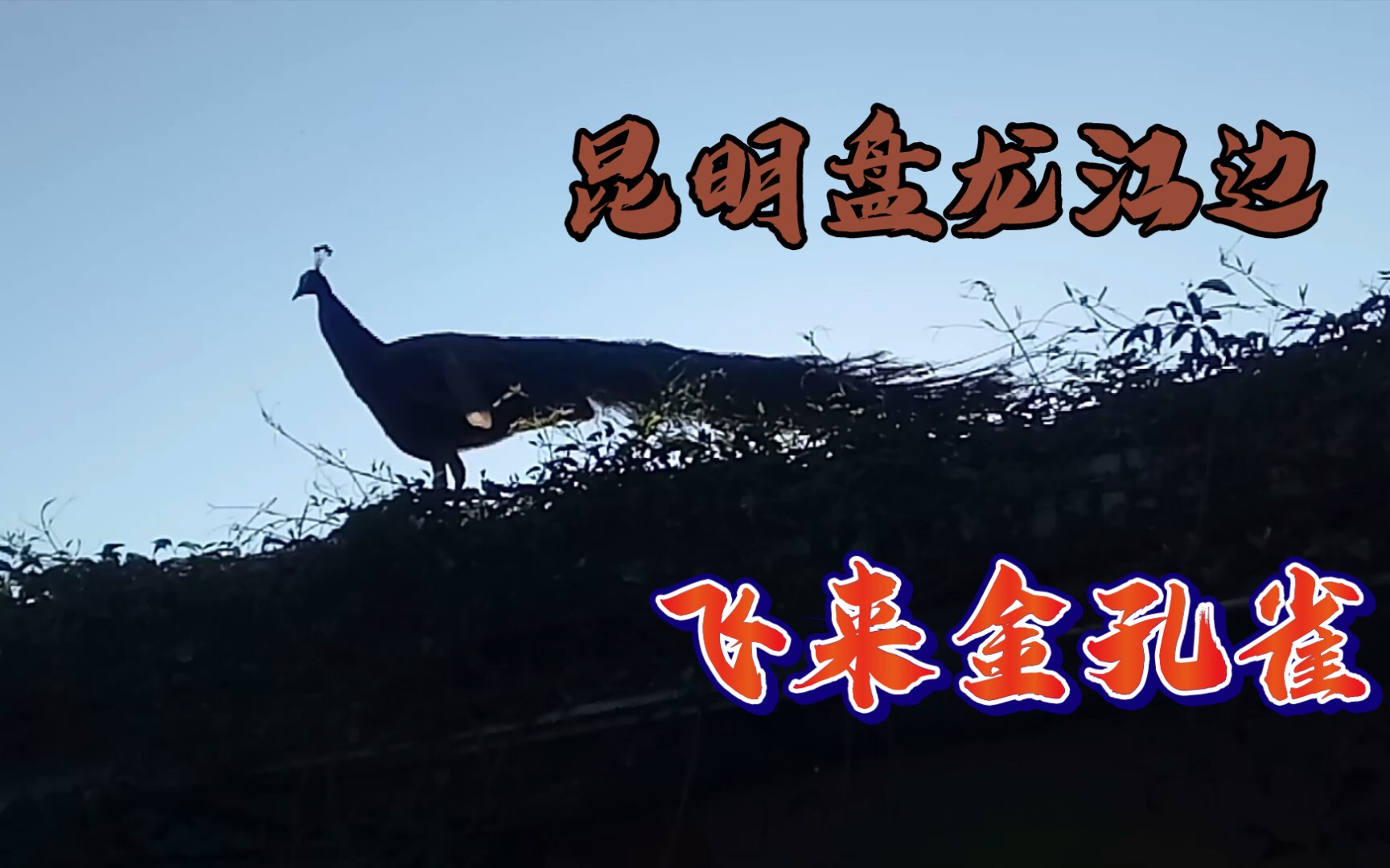 活动作品原来孔雀的叫声像吹喇叭的声音