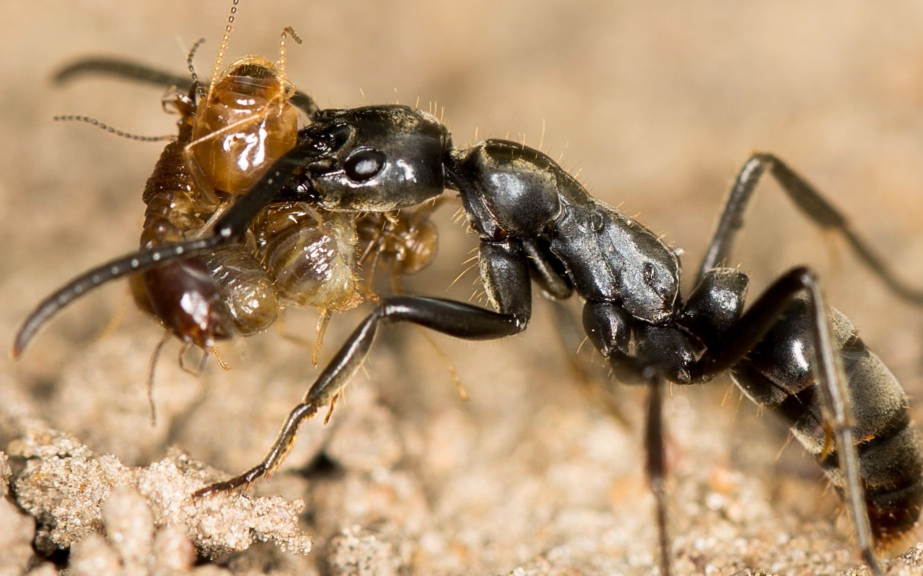 大齿猛蚁vs巨猎猛蚁图片