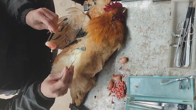 乡村手艺人,专割小鸡鸡