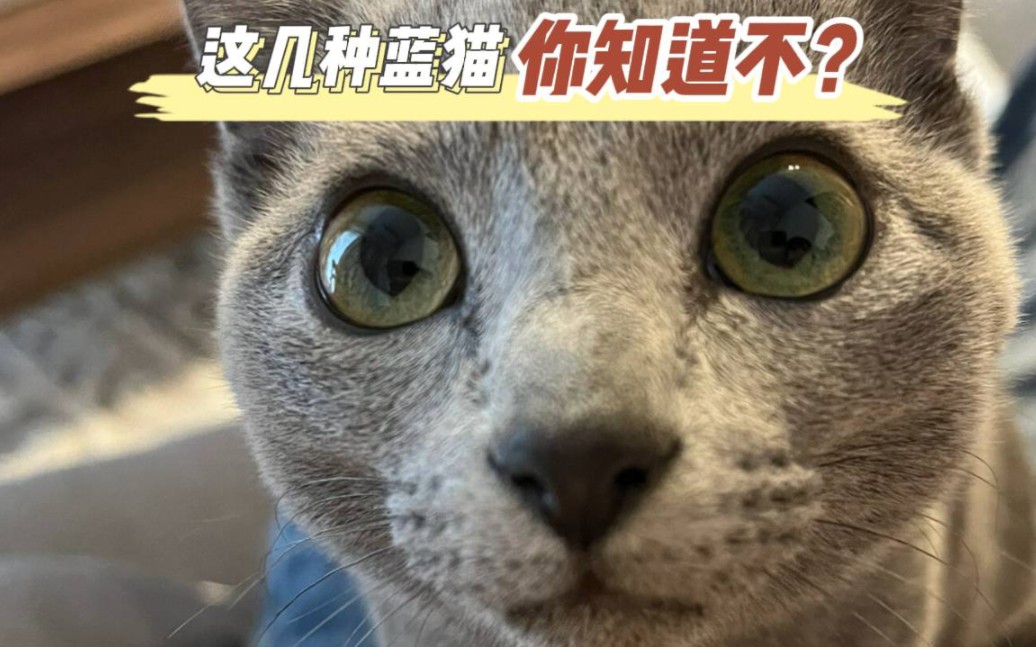 这几种蓝猫你都知道吗?哔哩哔哩bilibili