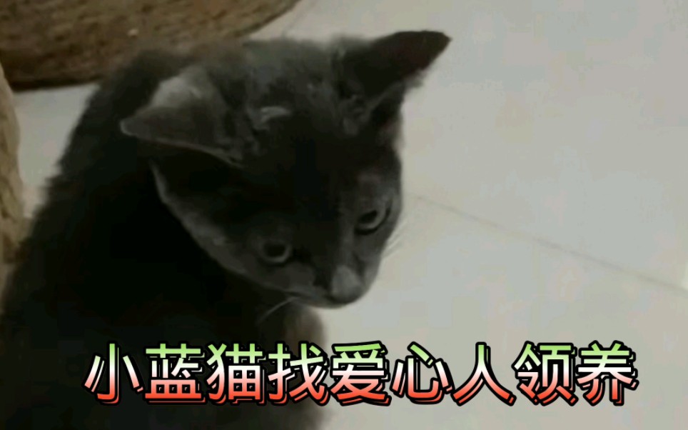 纯种蓝猫也开始免费领养了:寻找河南濮阳的爱心人给它一个家哔哩哔哩bilibili