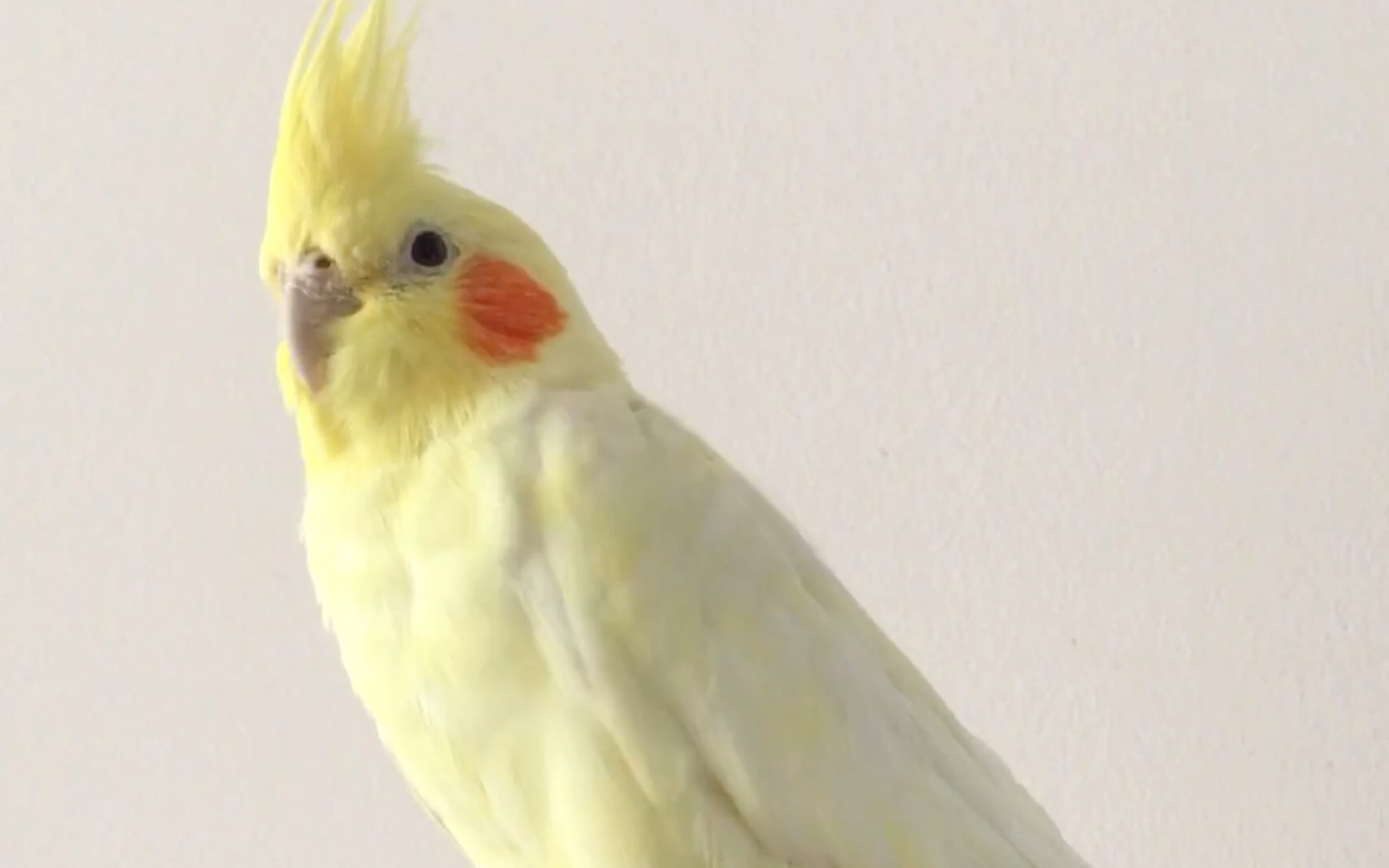 黄毛兄弟主人突然对着鹦鹉狂笑玄凤是什么反应呢鬼畜