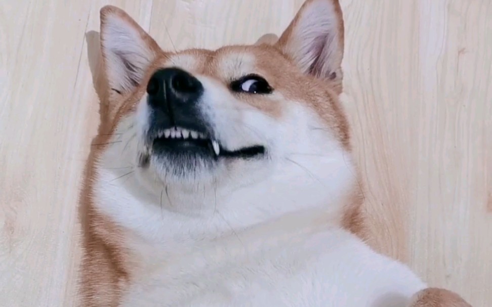 【柴犬】给你个眼神自己体会