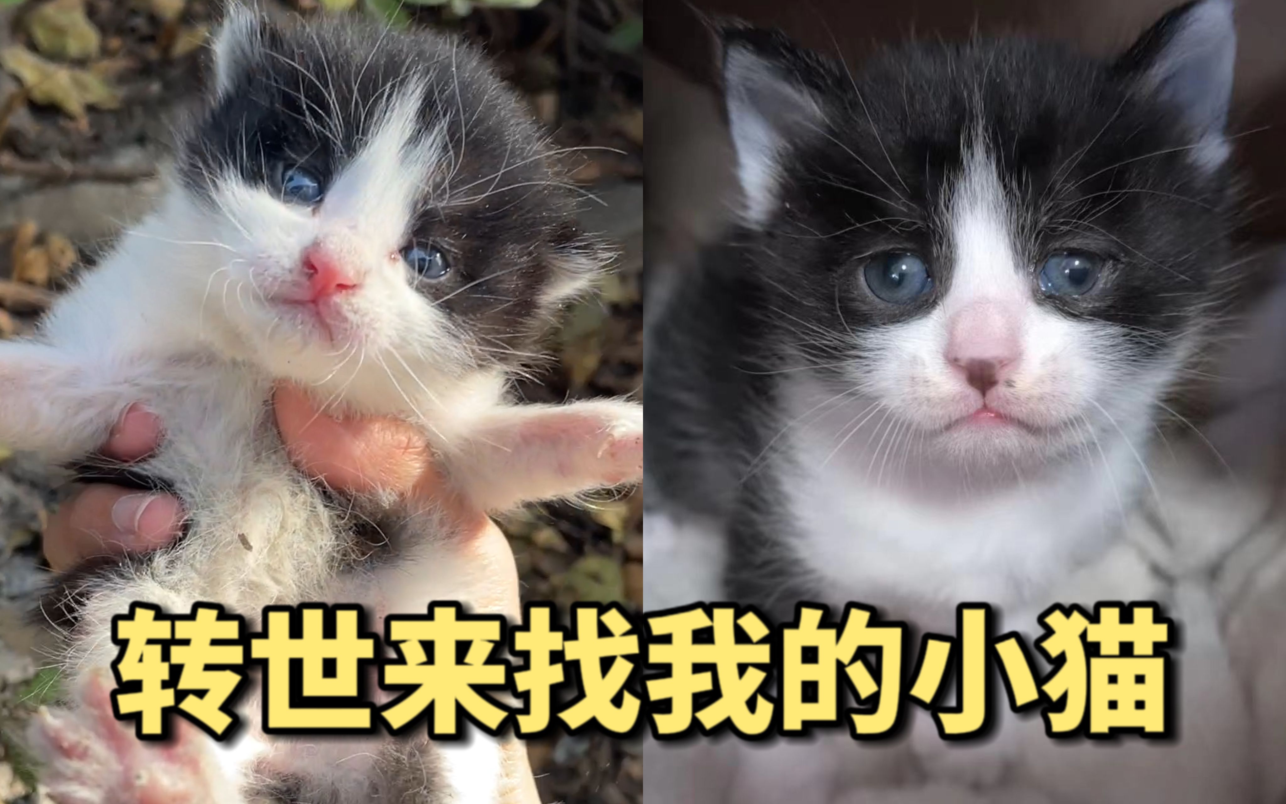 [图]原来爱着的小猫真的会转世来找主人