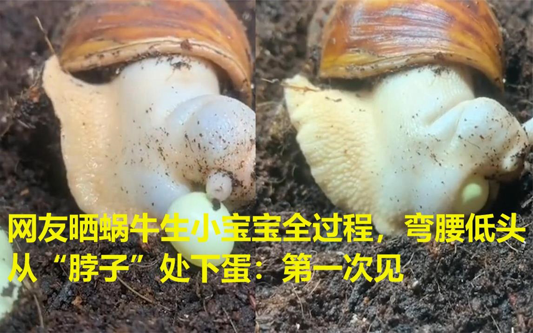 网友晒蜗牛生小宝宝全过程,弯腰低头从"脖子"处下蛋:第一次见