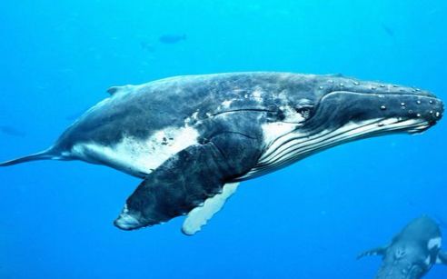 加州虎鲸群骚扰蓝鲸!