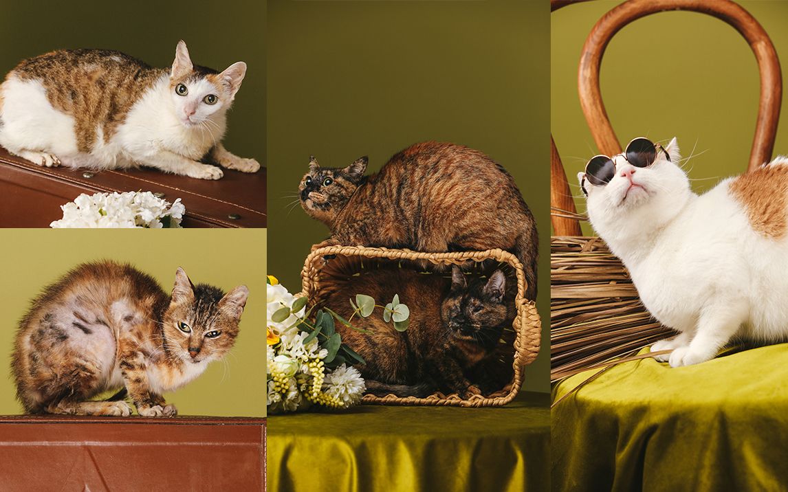 这五只流浪猫把我搞哭了 | 宠物照相馆vlog_哔哩哔哩 (゜-゜)つロ