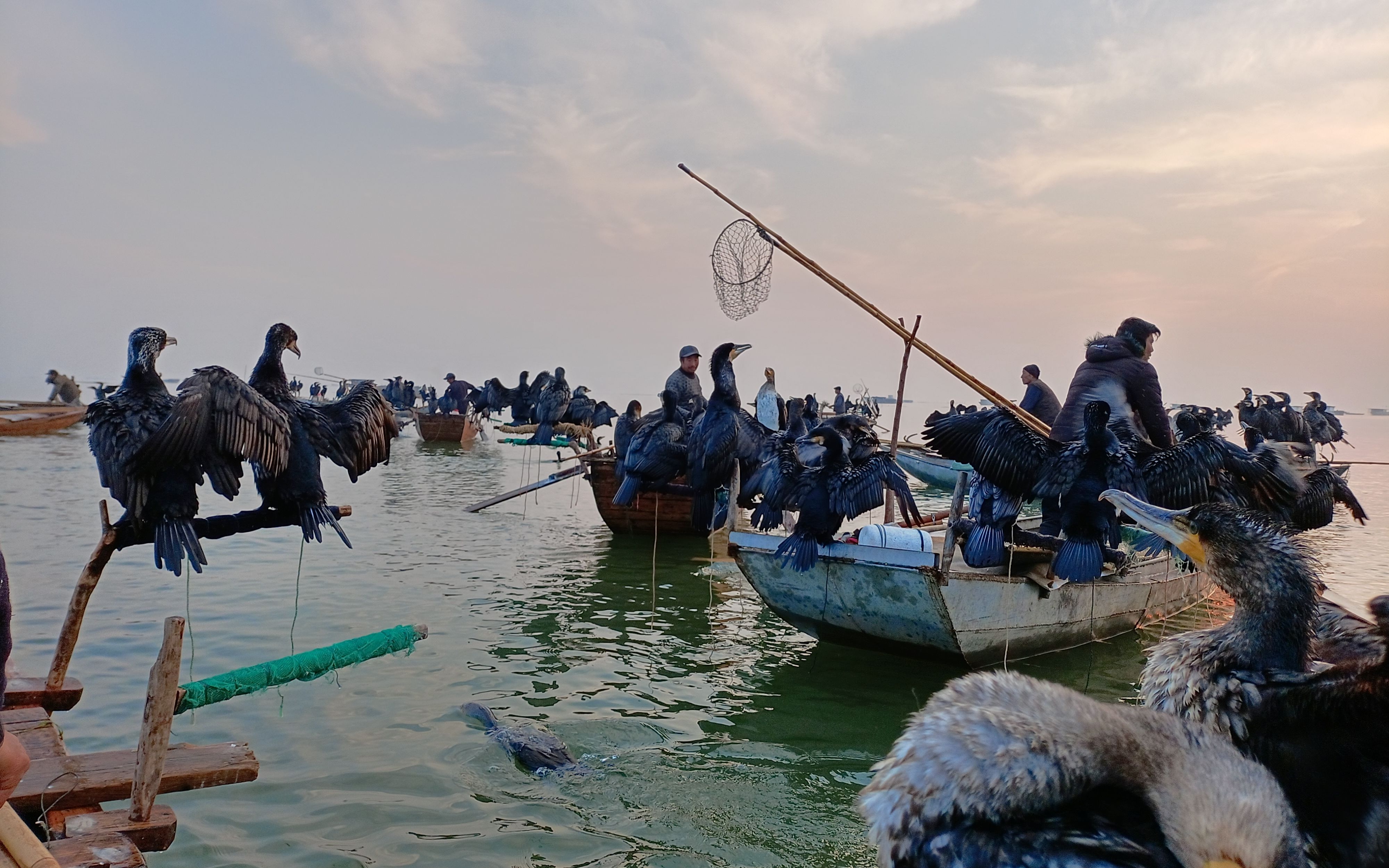 实拍农村大型集体捕鱼盛况上百只鱼鹰一起捕鱼真是大场面
