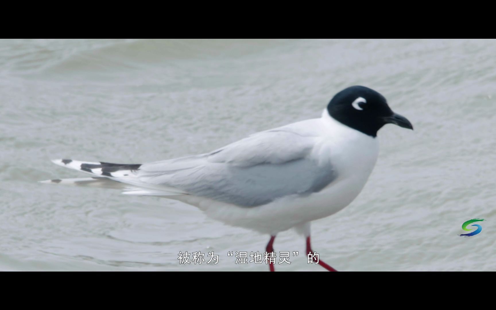 《湿地息壤 飞鸟天堂》哔哩哔哩bilibili