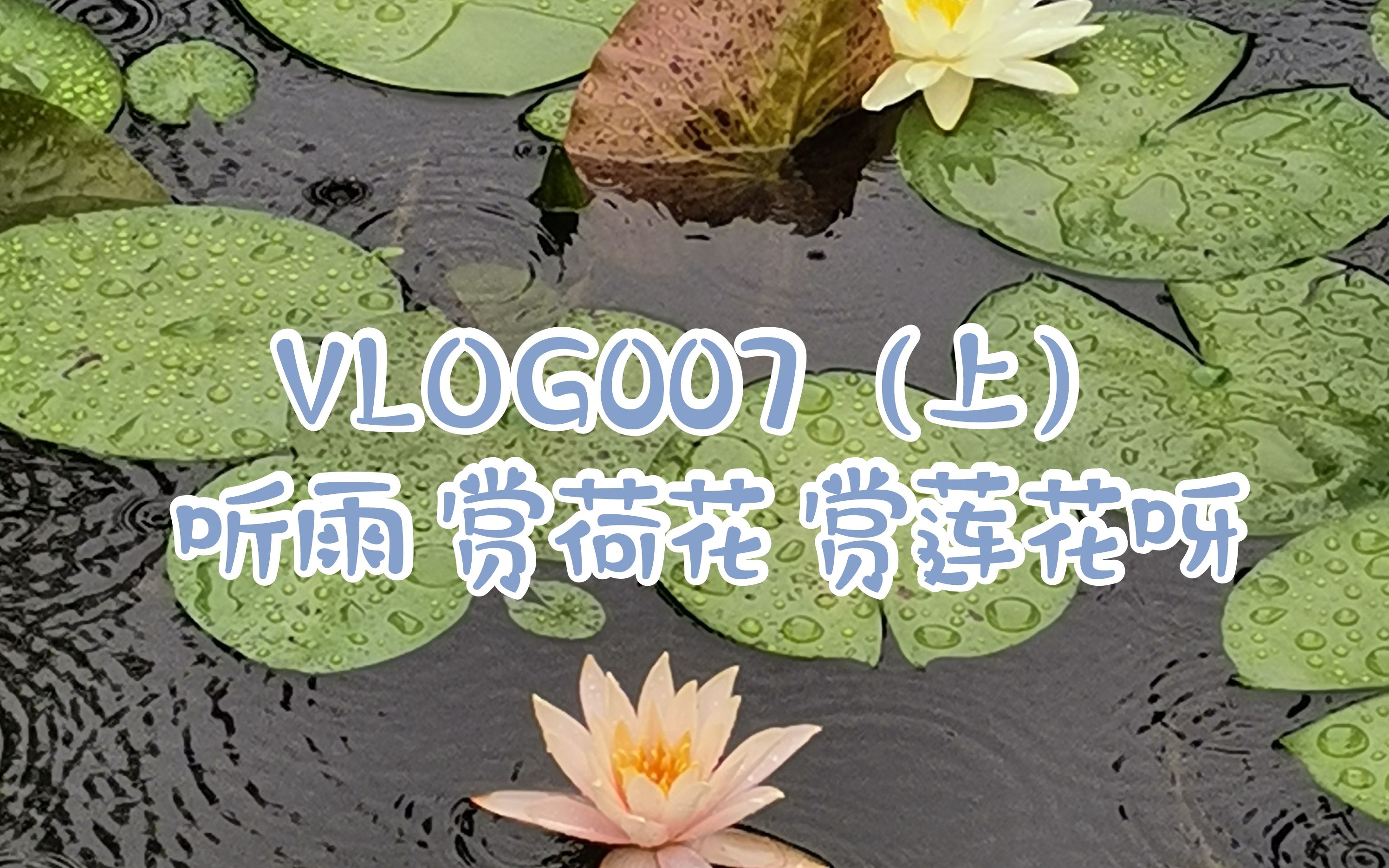 [图]VLOG007 听雨赏荷（上）|雨声|失眠必备|荷花|莲花|夏天|旅游