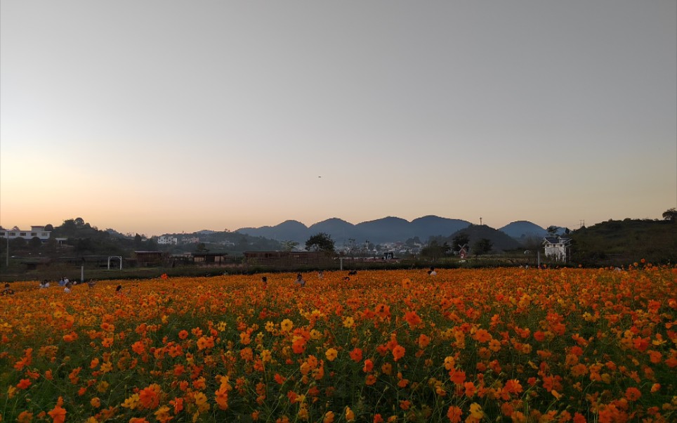 永乐花海旅行记_哔哩哔哩_bilibili