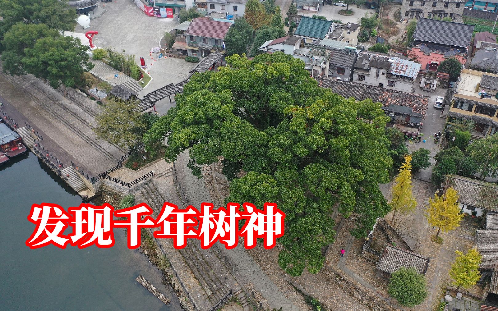 1300年树龄的大樟树,终于在丽水古堰画乡见到了它,令人膜拜哔哩哔哩bilibili