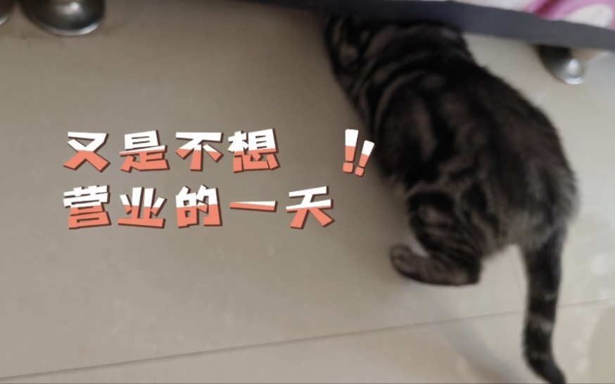 锅盖:又是不想营业的一天.本社恐只想静静!