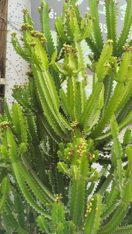 龙骨花开花图片大全图片