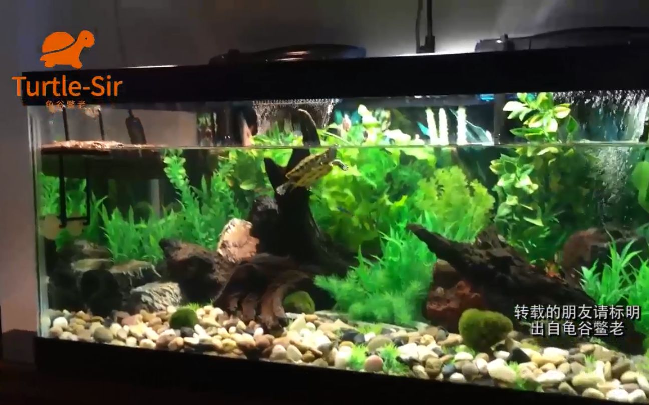 巴西龟豪宅布置讲解深水龟通用龟谷鳖老
