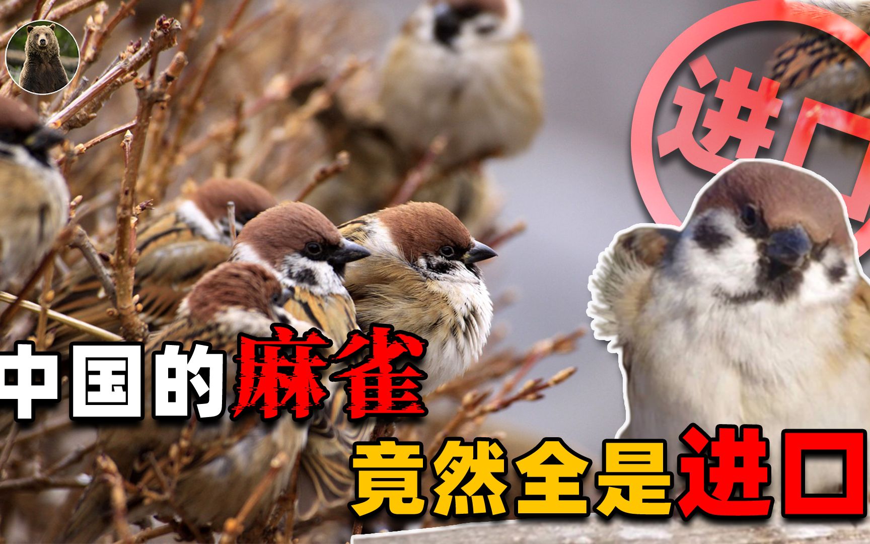 中国麻雀真的“换血”了？进口麻雀取代本土麻雀，为何要这么做？ 哔哩哔哩