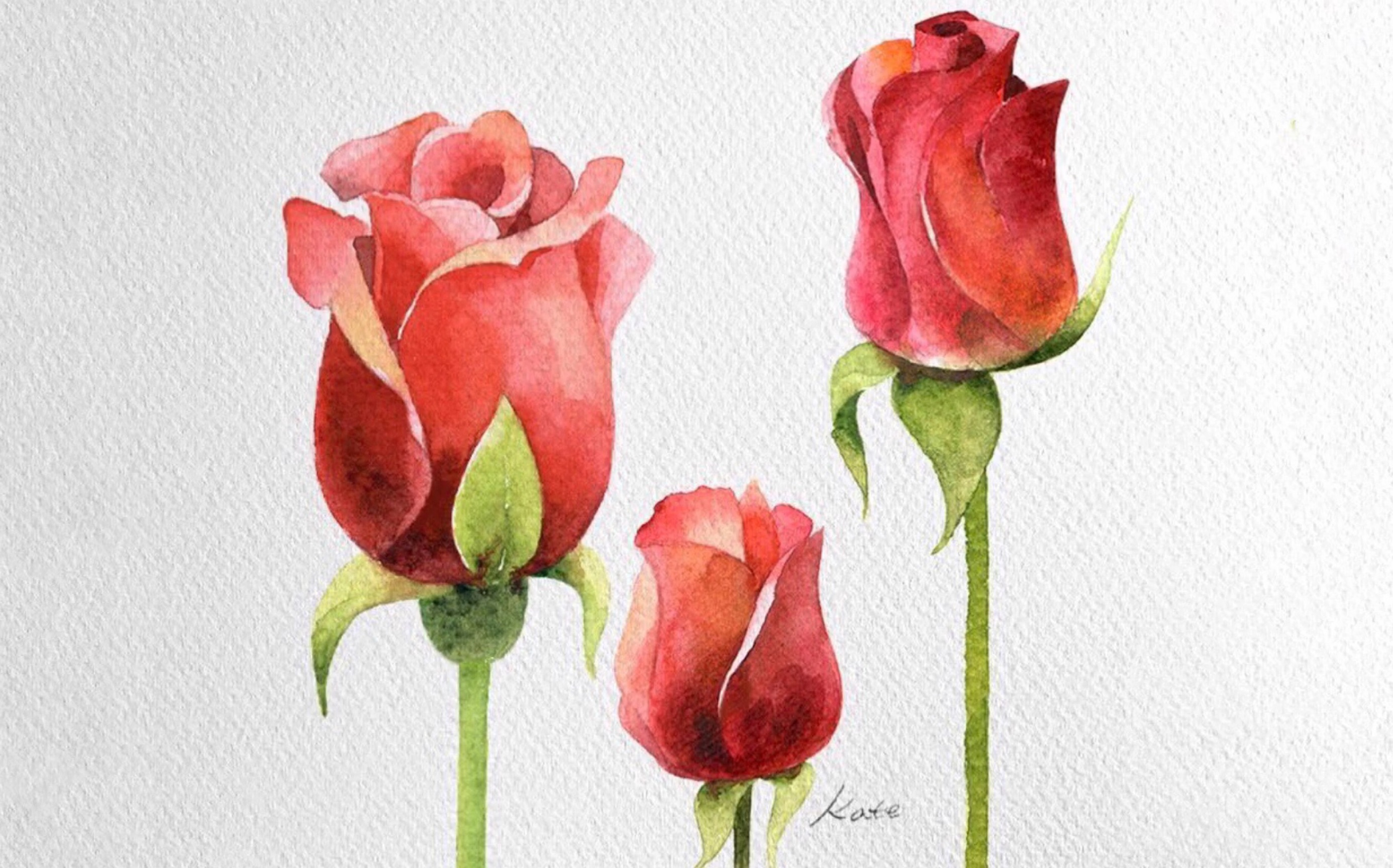 【水彩】花卉 玫瑰 韩国画师kate 分享 | 搬运