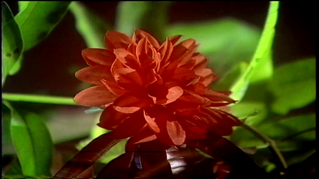 死亡之花一对紫霹雳.