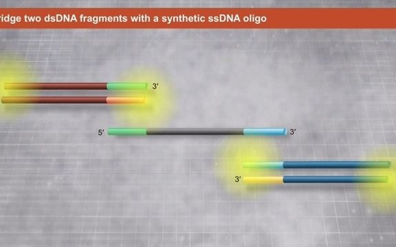 NEBuilder 高保真 DNA 组装:用单链寡核苷酸(ssDNA)桥式连接两个双链 DNA 片段哔哩哔哩bilibili