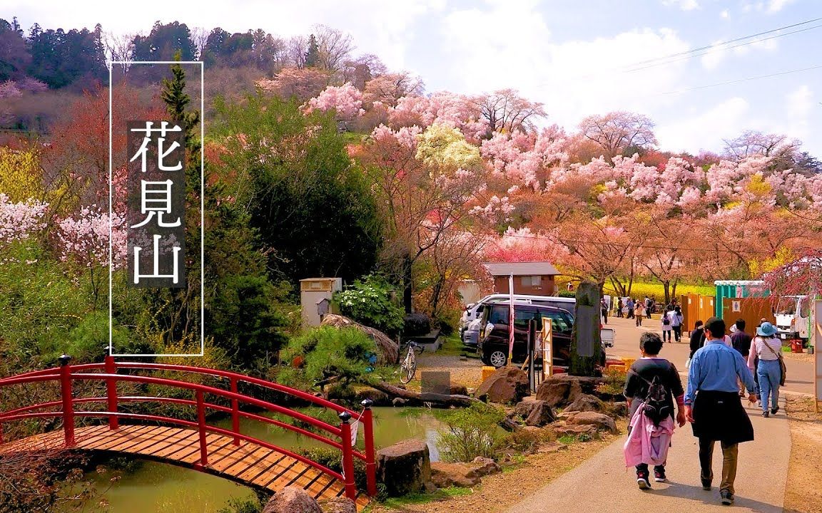 【樱花】福岛花宫山的繁花似锦百花缭乱の花见山 #花见山 #哔哩哔哩bilibili