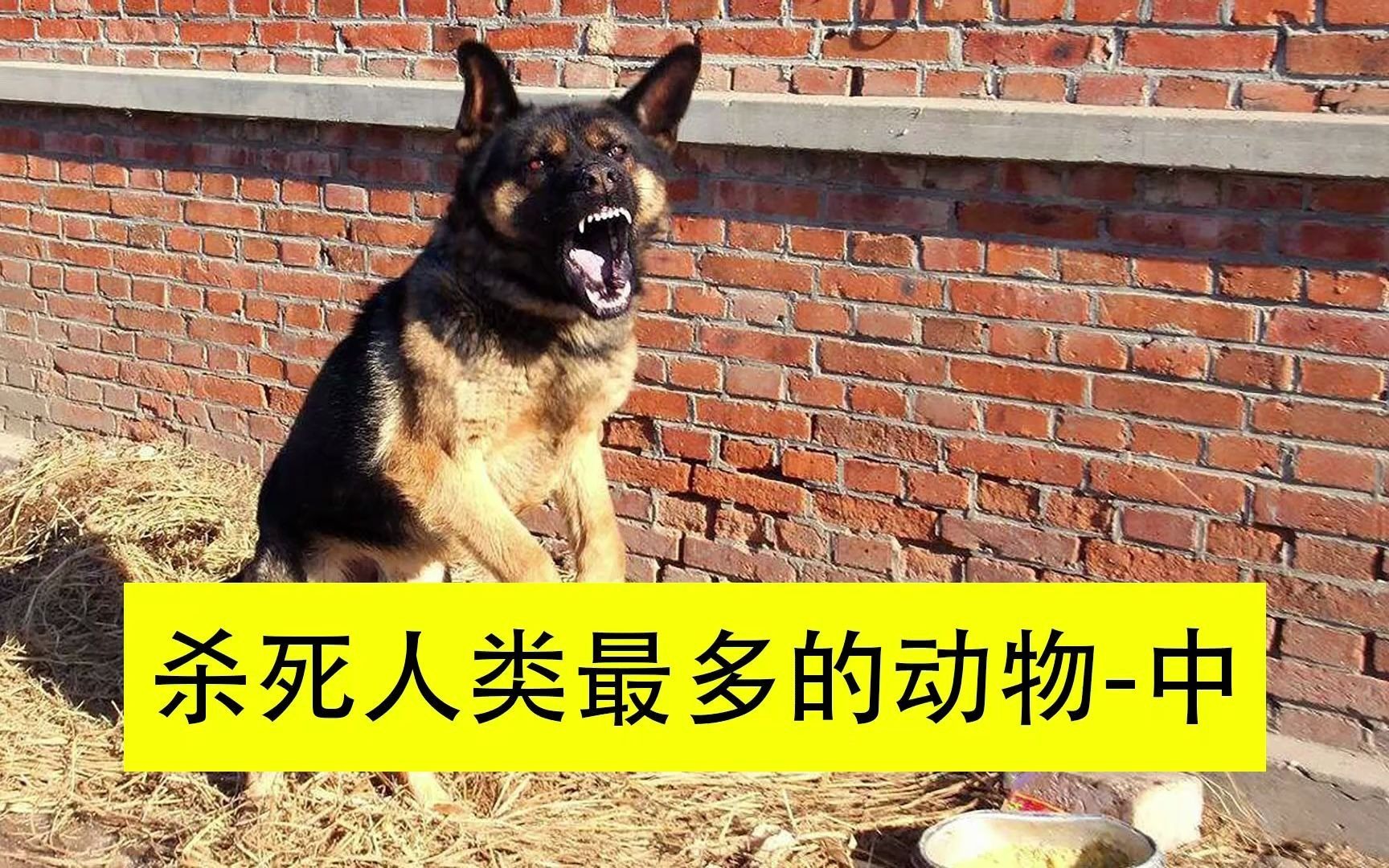 杀死人类最多的动物排名第一的真是让人出乎意料中