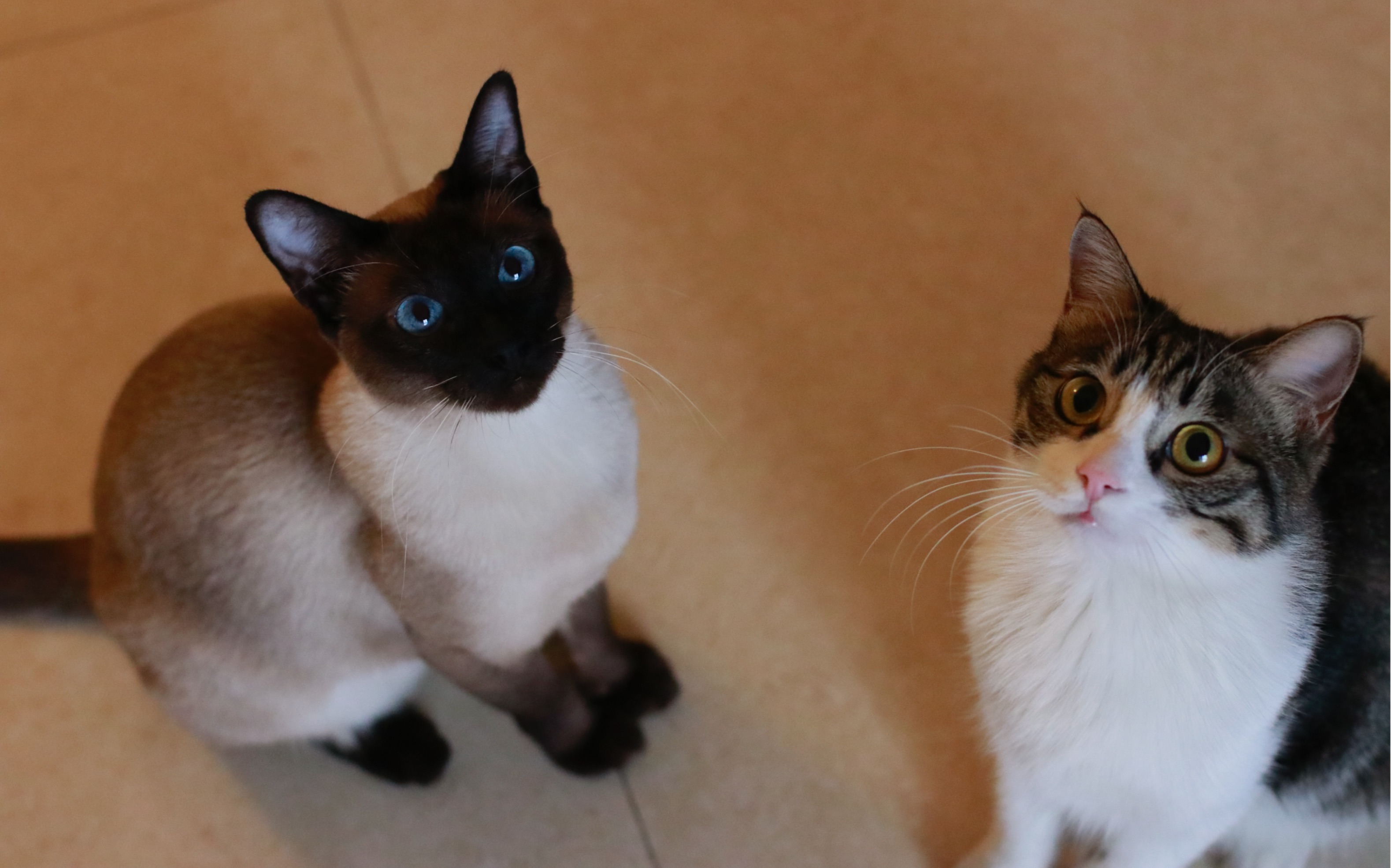 老夫老妻的岁月静好 暹罗猫&狸花猫