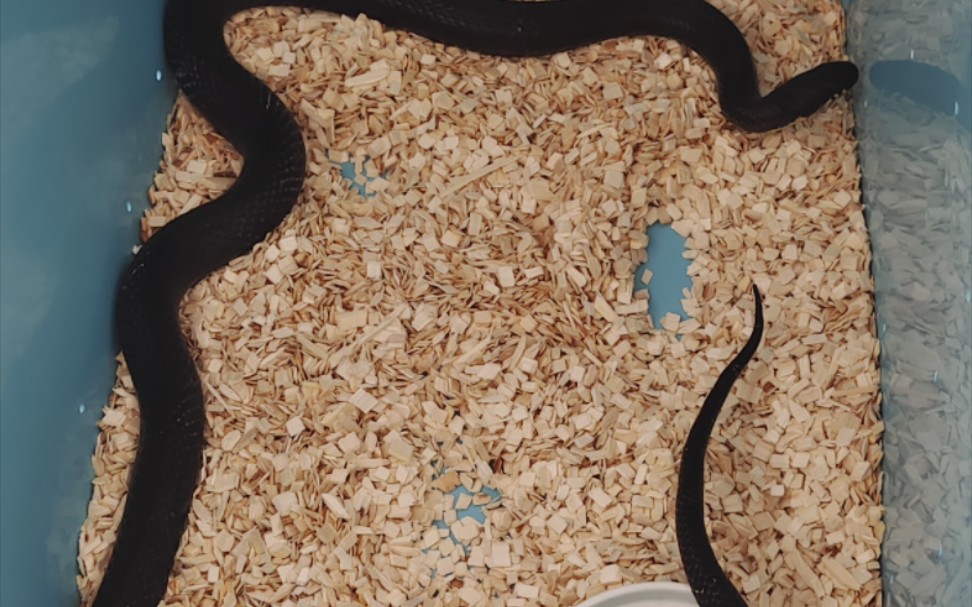 退纹棕黑锦蛇开箱