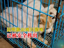 Download Video: 昆明动物园猴山2只猫确认健康状况良好