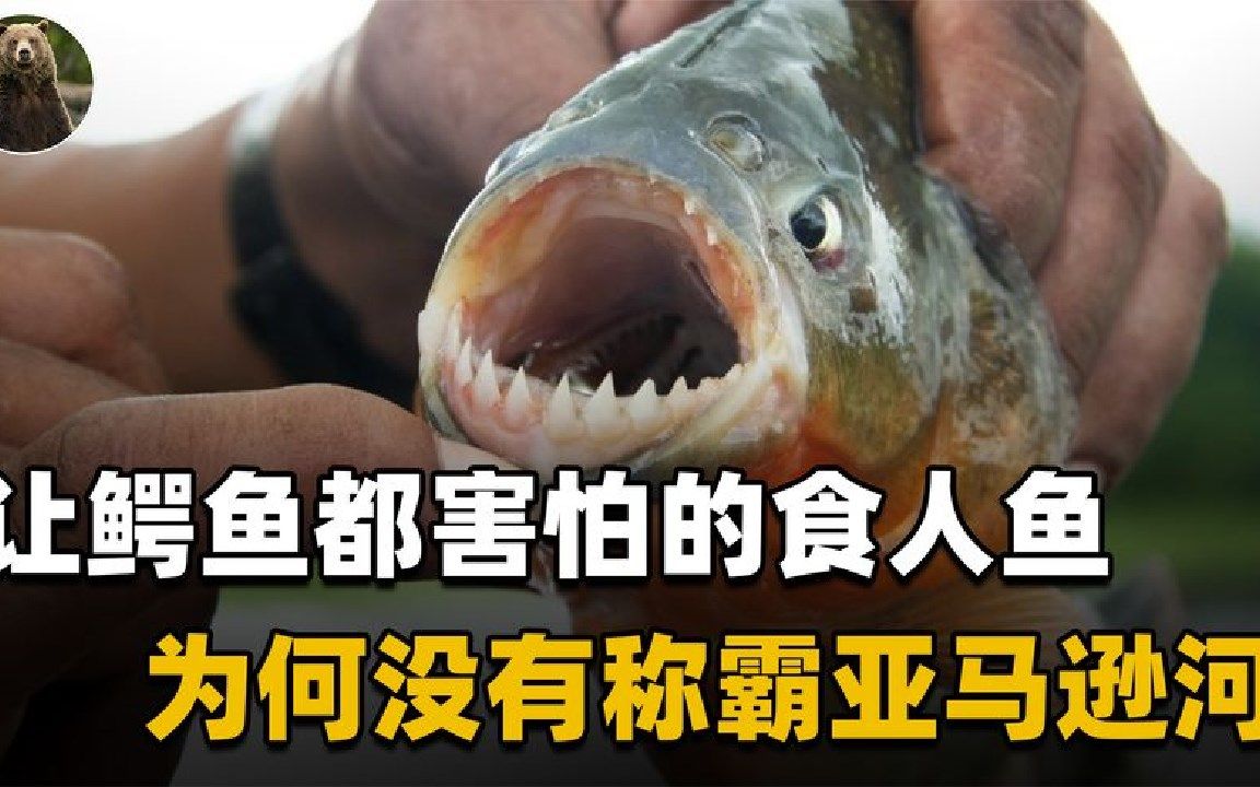 为什么食人鱼不能称霸亚马逊河看看这些克星食人鱼能干过谁