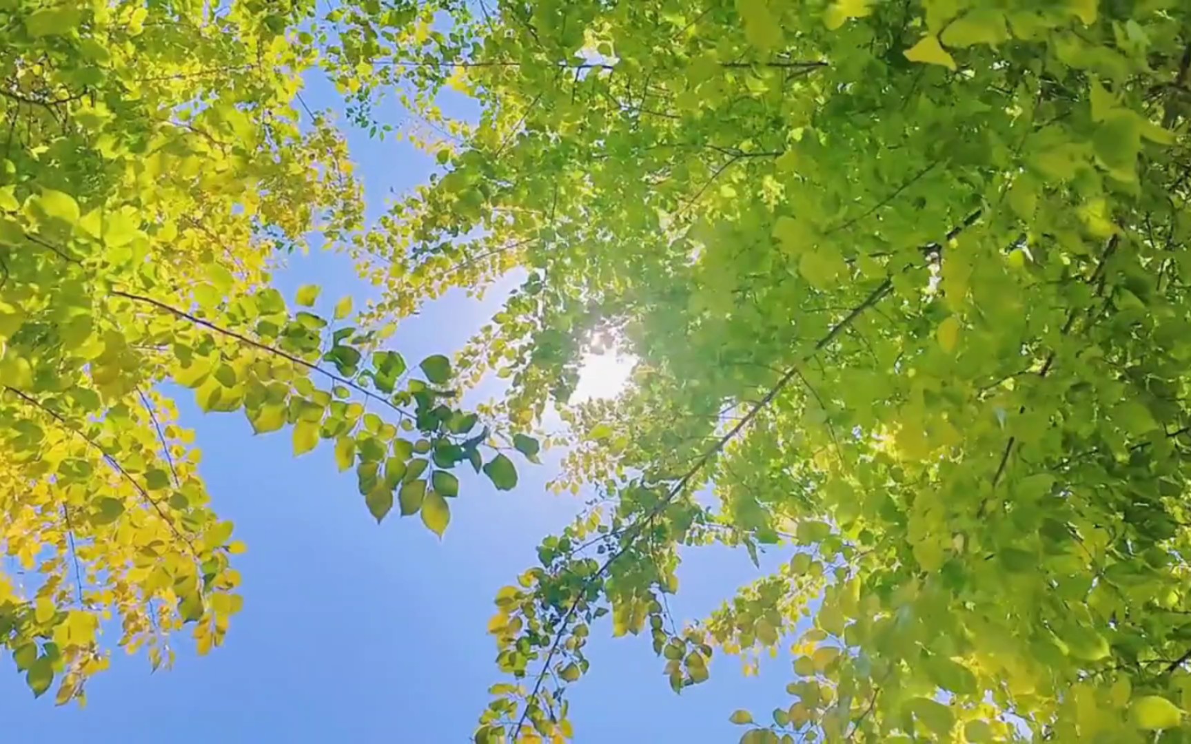 [图]风里已经有了春天的味道