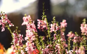 Скачать видео: 【空镜头】 植物花朵风信子 视频素材分享