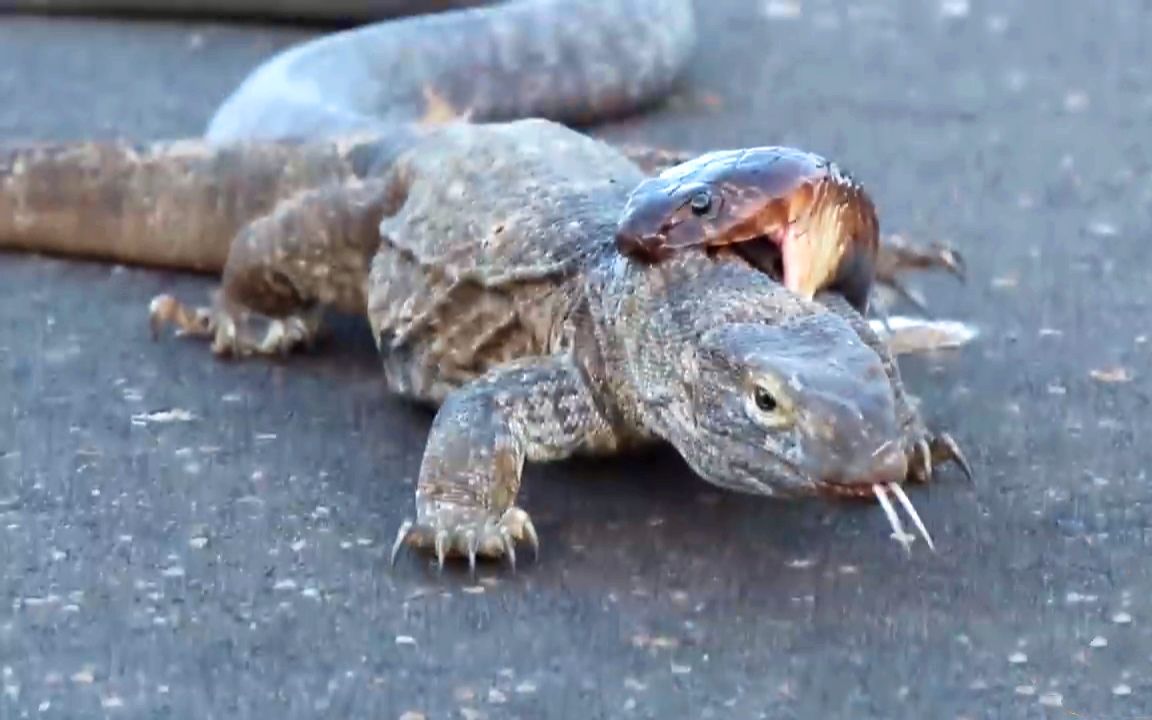 蛇vs蜥蜴,蛇vs壁虎的生死对决!_哔哩哔哩_bilibili