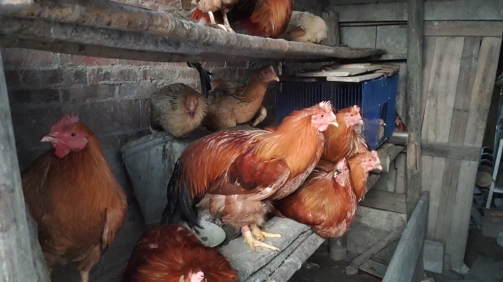 自家养的农村大阉鸡