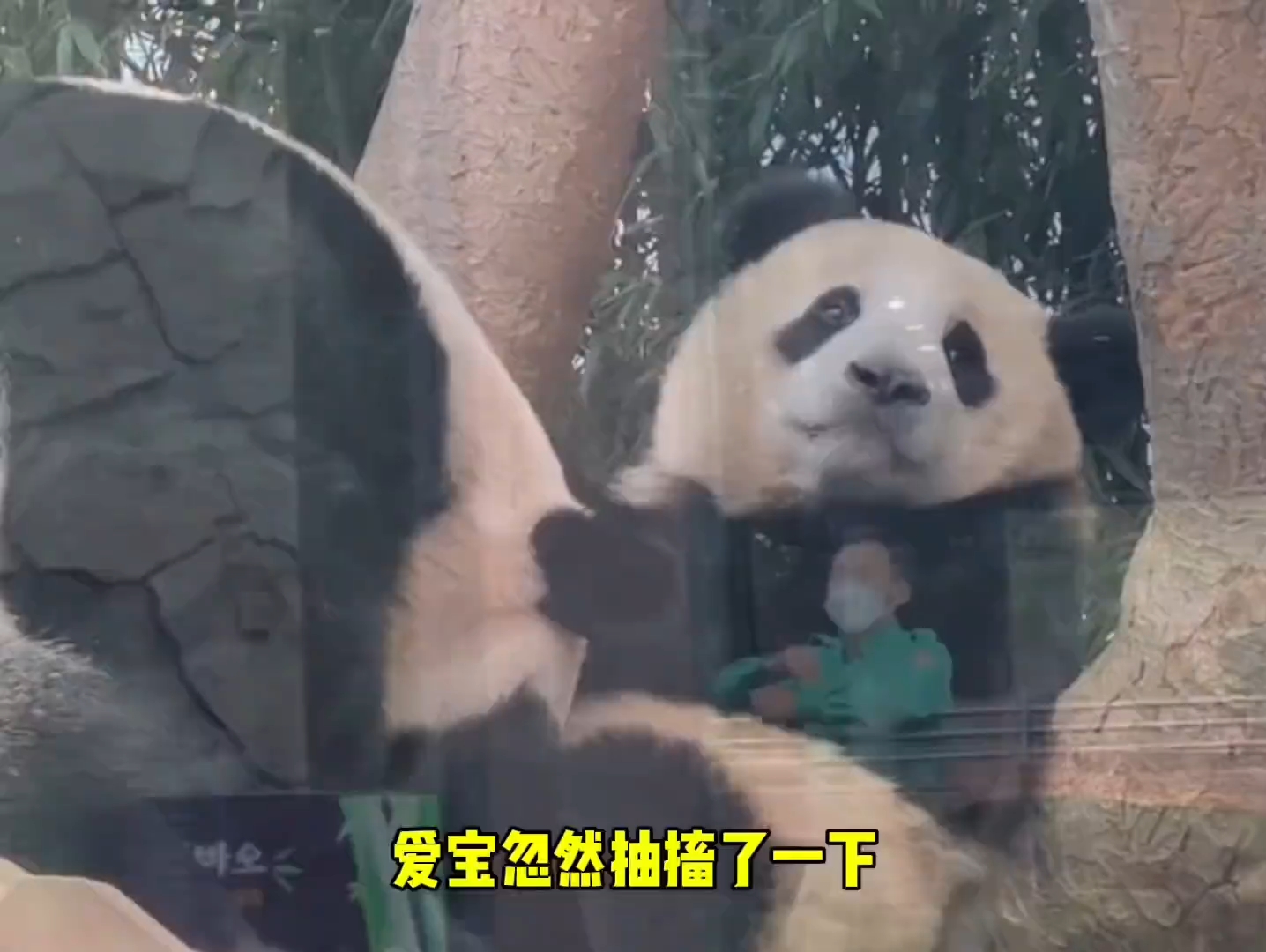 爱宝也是一个大宝宝,把头埋进福宝的怀里寻求安慰