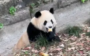 下载视频: 渝爱看见哥哥有果果，连笋也不要了，直接冲过去