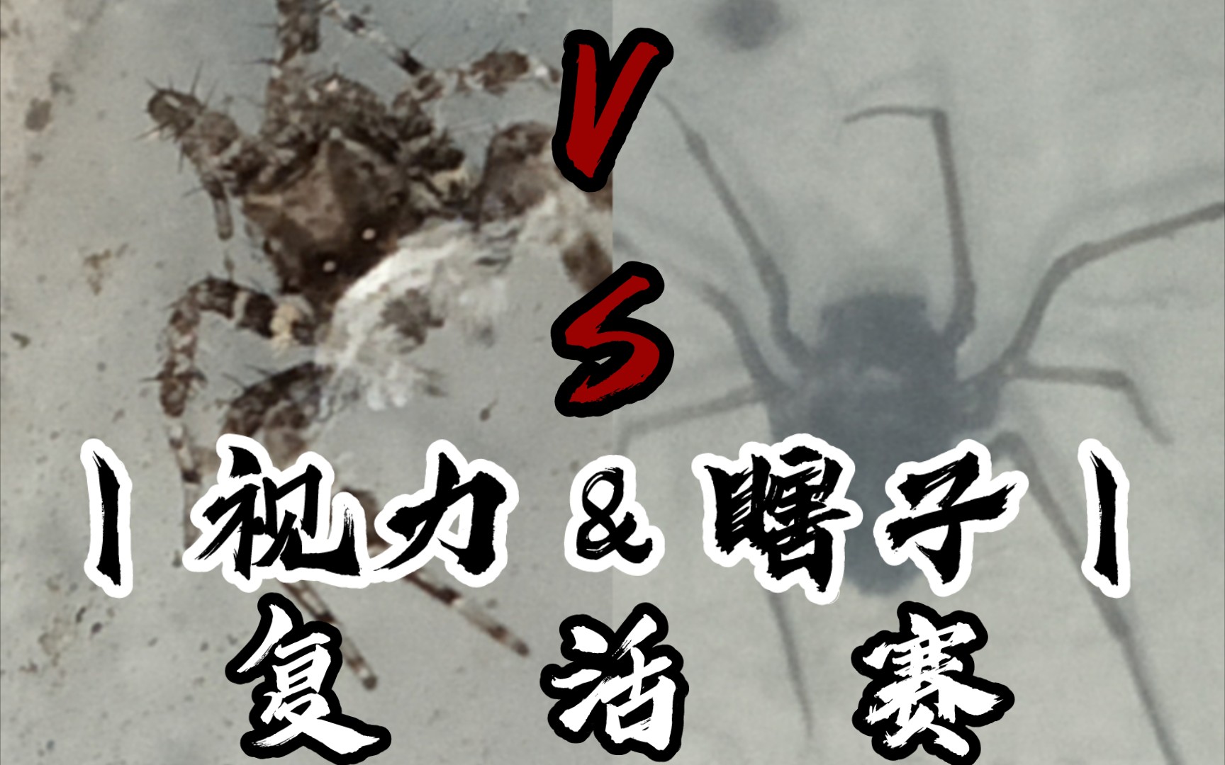 丨瞎子&视力丨黑条花皮蛛(scytodes nigrolineata)vs唇须孔蛛(portia