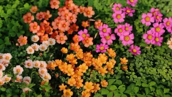 春 酢浆草花开 哔哩哔哩 Bilibili